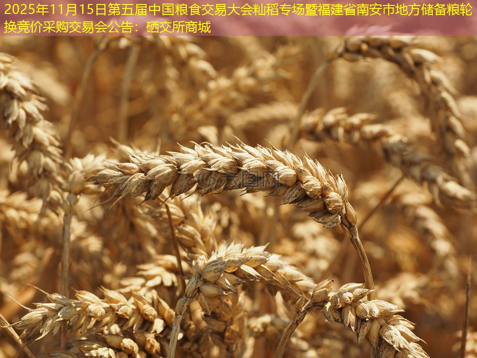 2025年11月15日第五届中国粮食交易大会籼稻专场暨福建省南安市地方储备粮轮换竞价采购交易会公告