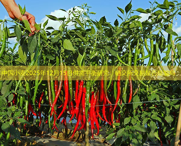 中国小麦2025年12月15日供需平衡研究