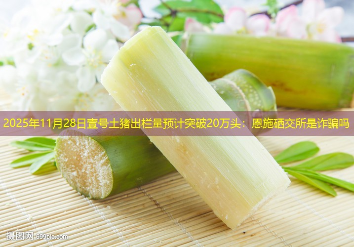 2025年11月28日壹号土猪出栏量预计突破20万头