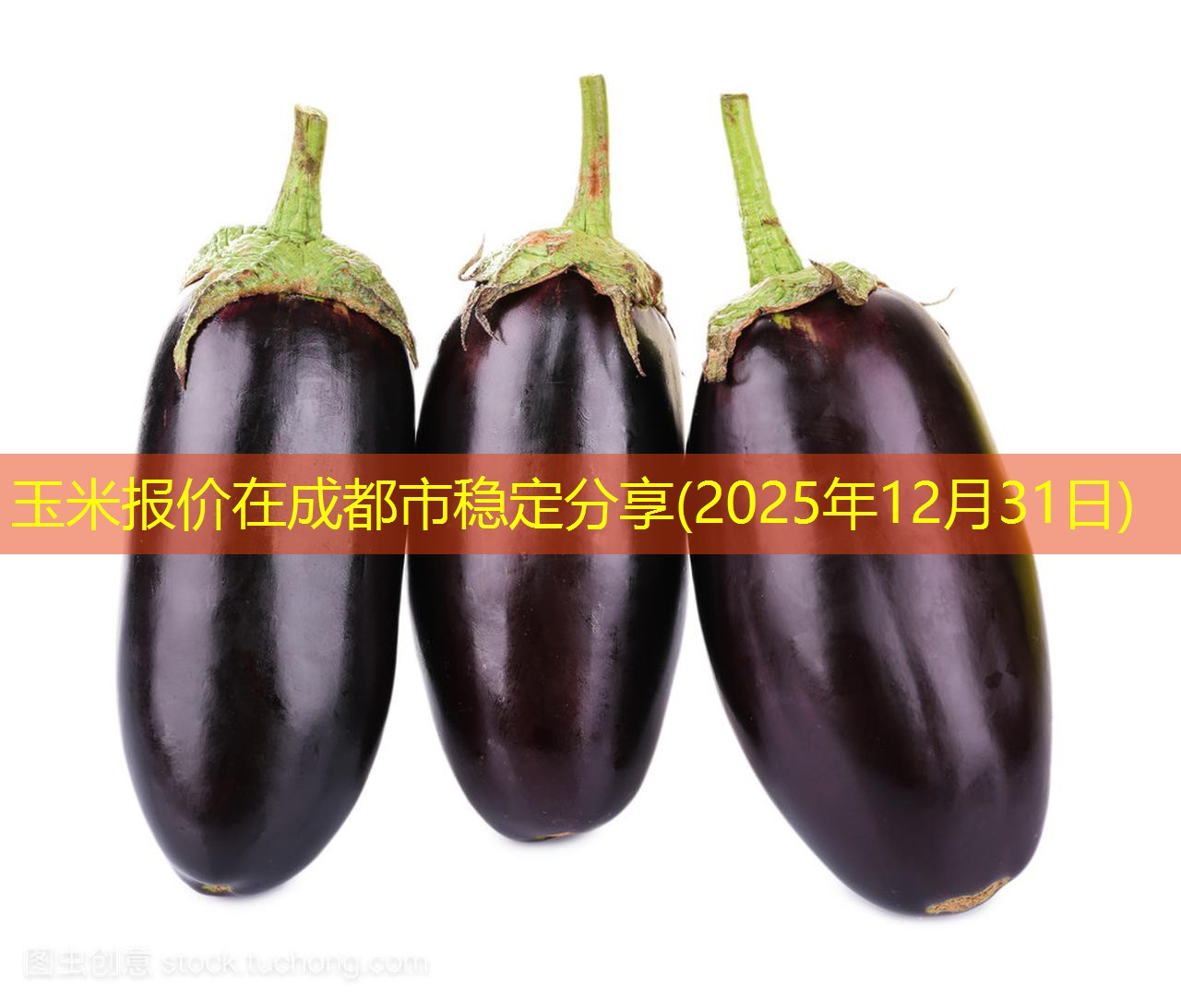 玉米报价在成都市稳定分享(2025年12月31日)