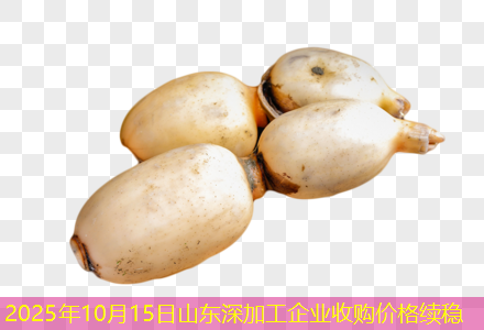 2025年10月15日山东深加工企业收购价格续稳