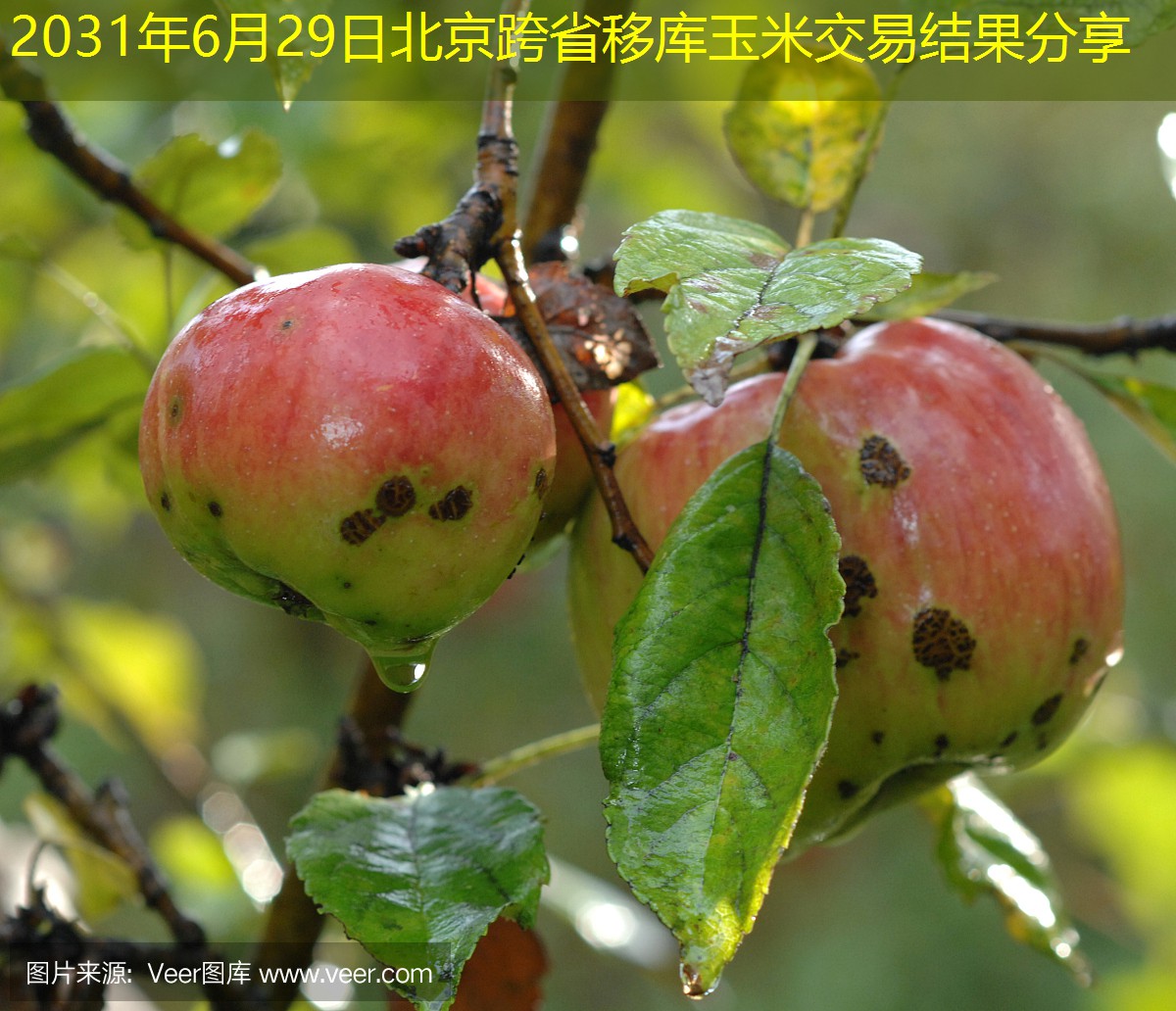 2031年6月29日北京跨省移库玉米交易结果分享