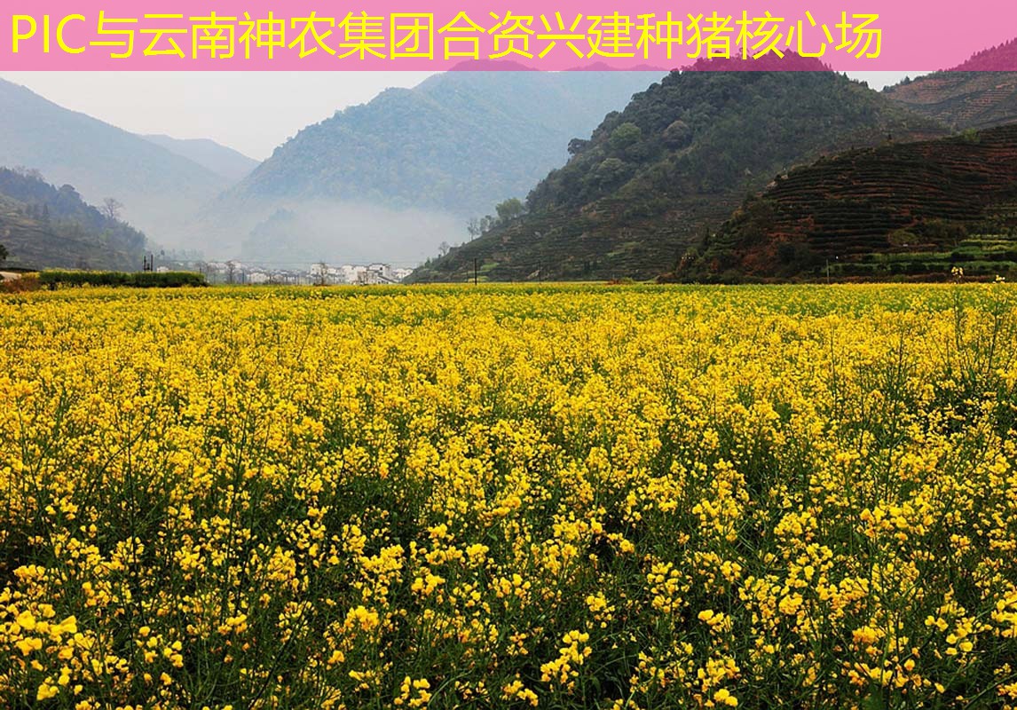 PIC与云南神农集团合资兴建种猪核心场