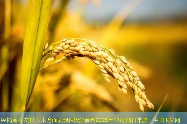 经销商在交付玉米方面表现积极分享到2025年11月15日来源：中国玉米网