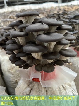 5000亿楼市投机资金撤离，年底房价或将下跌10%