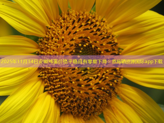 2025年11月14日安徽鸡蛋价格平稳且有零星下降