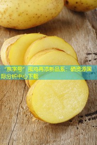 “京字号”蛋鸡再添新品系