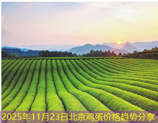 2025年11月23日北京鸡蛋价格趋势分享