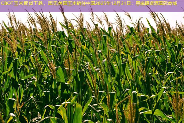CBOT玉米期货下跌，因无美国玉米销往中国2025年12月31日