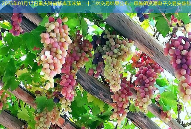 2025年03月17日重庆跨省移库玉米第二十二次交易结果公布