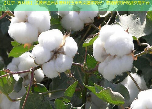 【辽宁-吉林线】辽源市金州乡德林村玉米秃尖灌浆较好