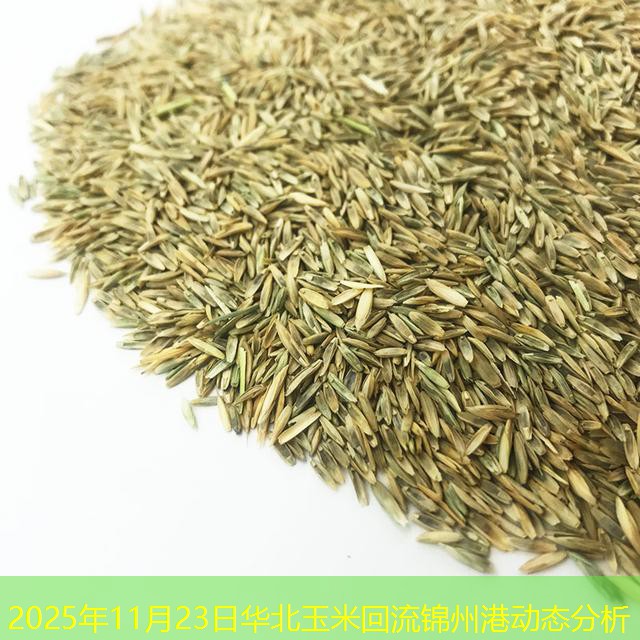 2025年11月23日华北玉米回流锦州港动态分析