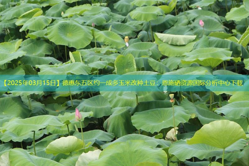 【2025年03月15日】德惠东五区约一成多玉米改种土豆