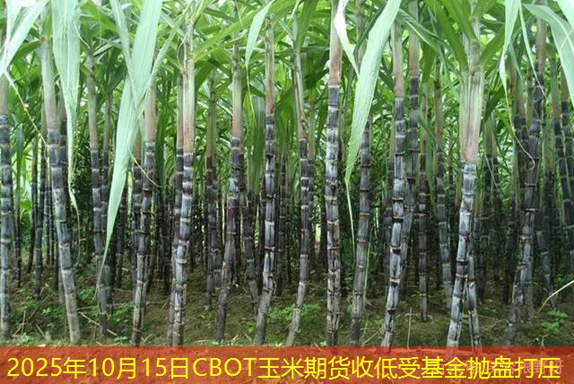 2025年10月15日CBOT玉米期货收低受基金抛盘打压