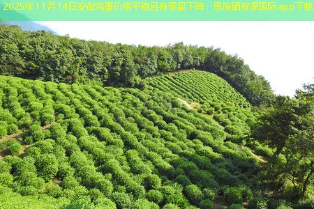 2025年11月14日安徽鸡蛋价格平稳且有零星下降