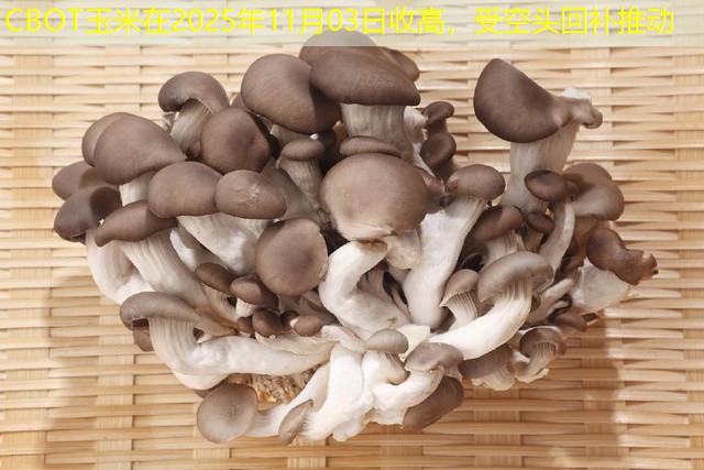 CBOT玉米在2025年11月03日收高，受空头回补推动