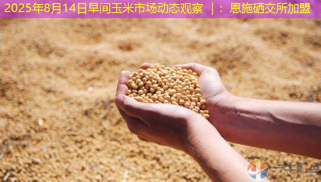 2025年8月14日早间玉米市场动态观察 ｜