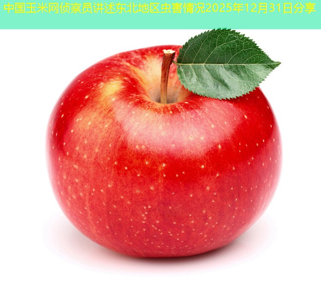 中国玉米网侦察员讲述东北地区虫害情况2025年12月31日分享