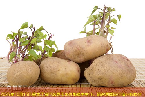 2025年10月15日黑龙江省巴彦县玉米价格稳中有升