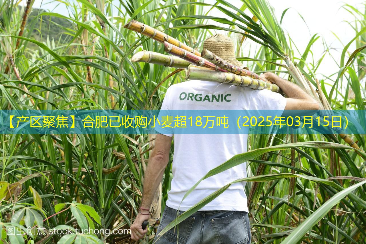 【产区聚焦】合肥已收购小麦超18万吨（2025年03月15日）