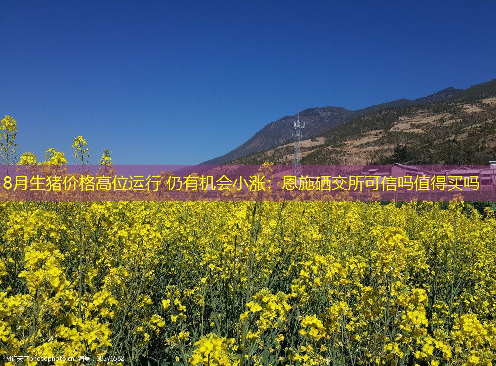 8月生猪价格高位运行 仍有机会小涨