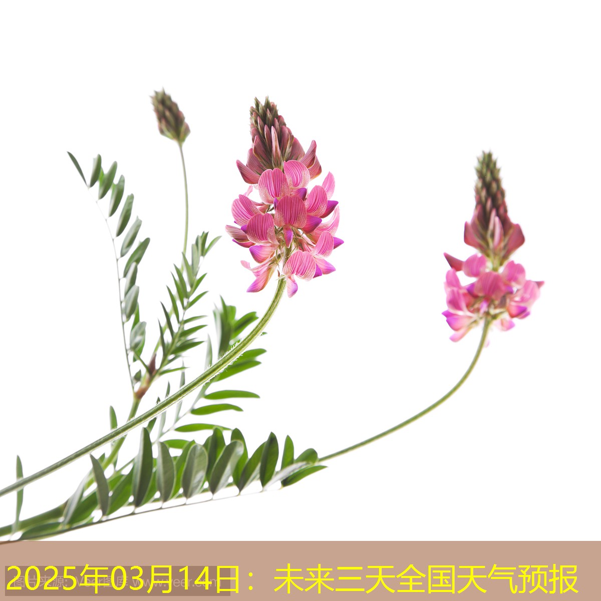 2025年03月14日：未来三天全国天气预报