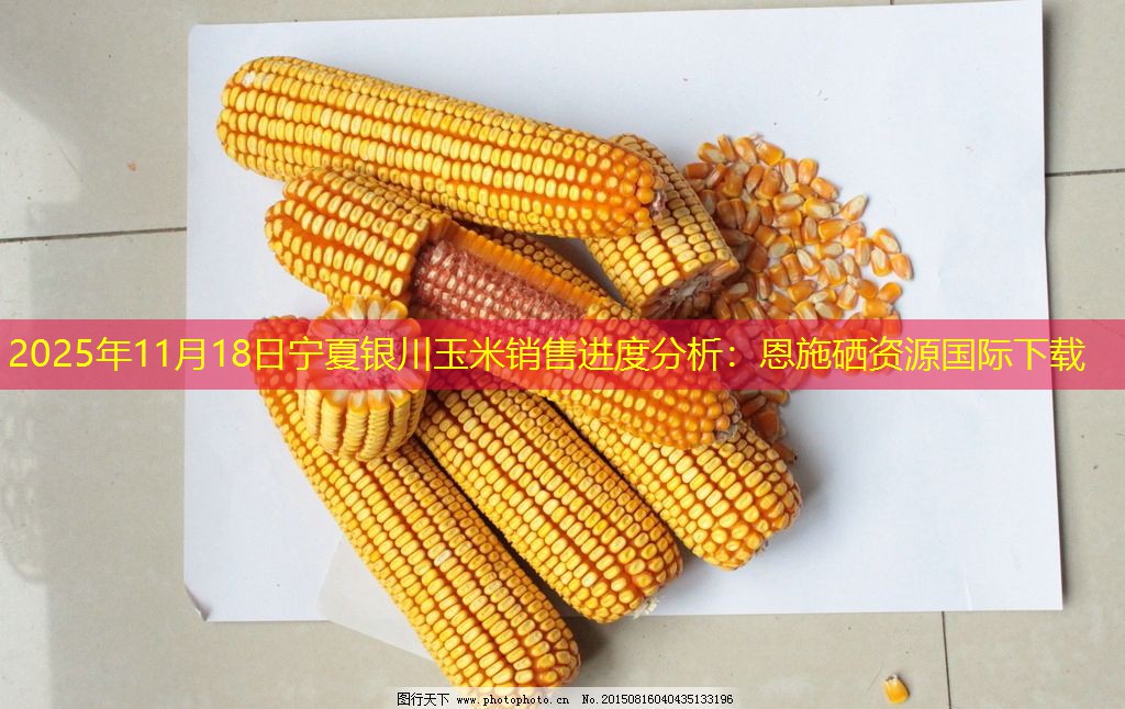 2025年11月18日宁夏银川玉米销售进度分析