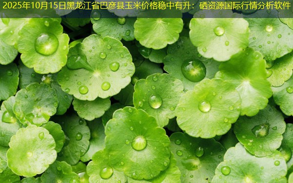 2025年10月15日黑龙江省巴彦县玉米价格稳中有升