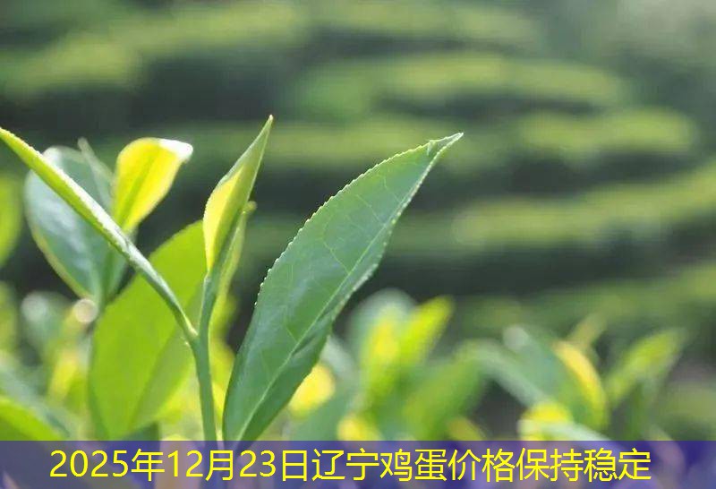 2025年12月23日辽宁鸡蛋价格保持稳定