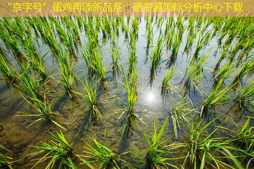 “京字号”蛋鸡再添新品系