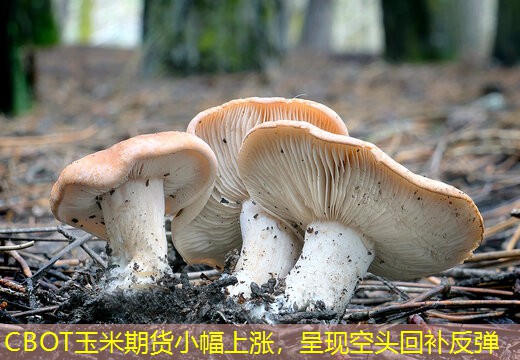 CBOT玉米期货小幅上涨，呈现空头回补反弹