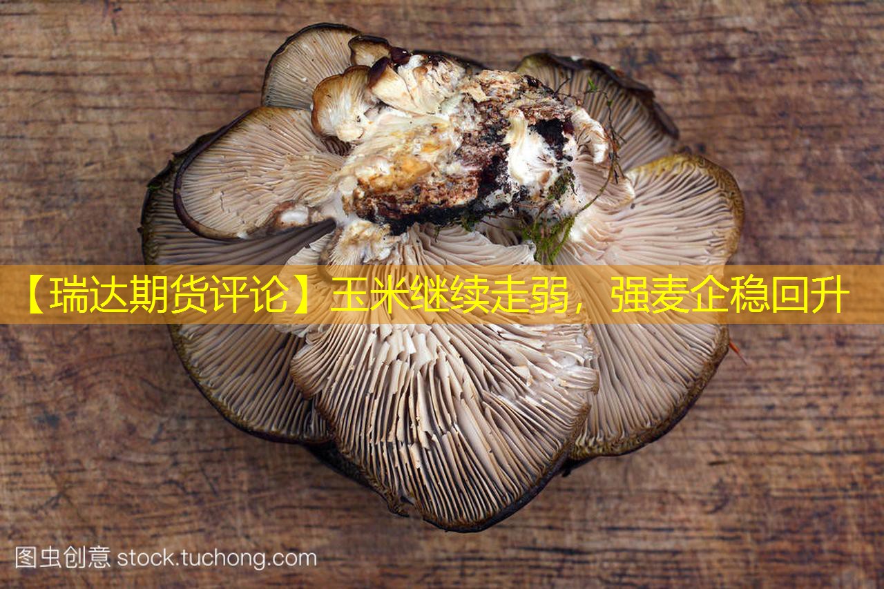 【瑞达期货评论】玉米继续走弱，强麦企稳回升