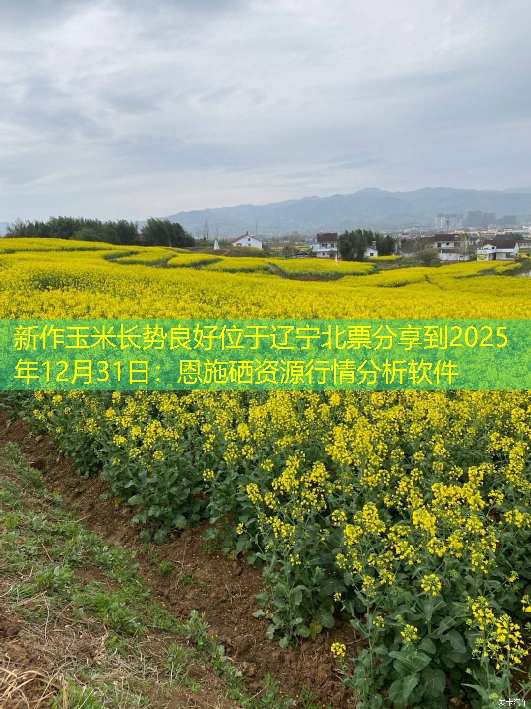 新作玉米长势良好位于辽宁北票分享到2025年12月31日