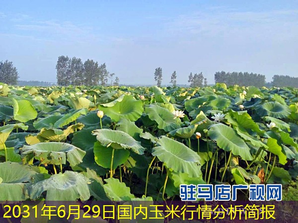 2031年6月29日国内玉米行情分析简报