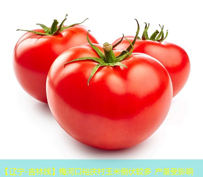 【辽宁-吉林线】梅河口裕庆村玉米倒伏较多 产量受影响