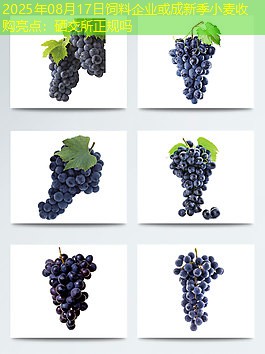 2025年08月17日饲料企业或成新季小麦收购亮点