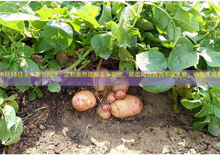 6月15日玉米期货日评：淀粉涨势提振玉米期货，尾盘减仓宣告下探失败