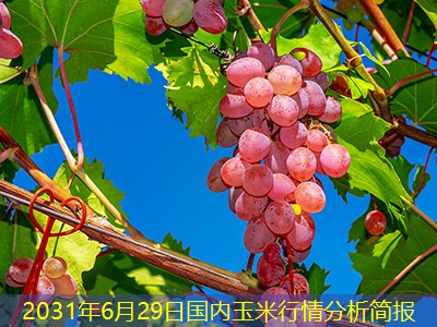 2031年6月29日国内玉米行情分析简报