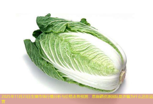 2025年11月23日生猪市场行情分析与价格走势预测