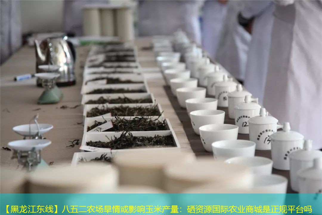 【黑龙江东线】八五二农场旱情或影响玉米产量