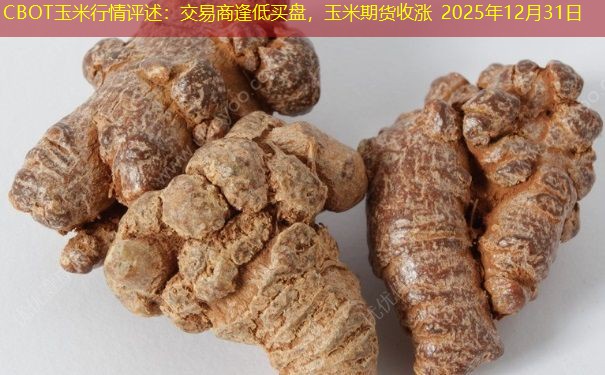 CBOT玉米行情评述：交易商逢低买盘，玉米期货收涨 2025年12月31日