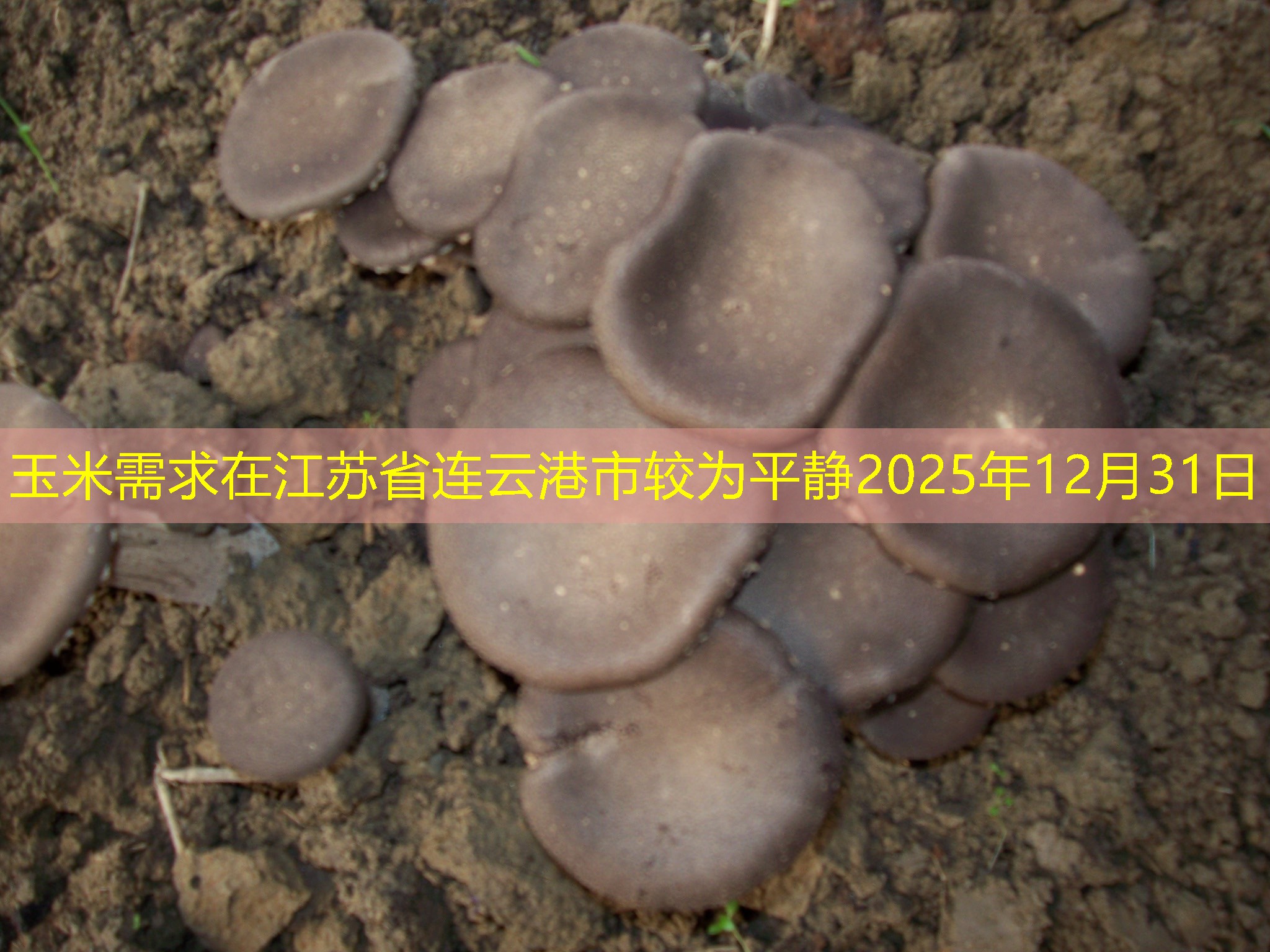 玉米需求在江苏省连云港市较为平静2025年12月31日