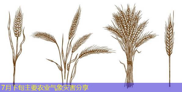 7月下旬主要农业气象灾害分享