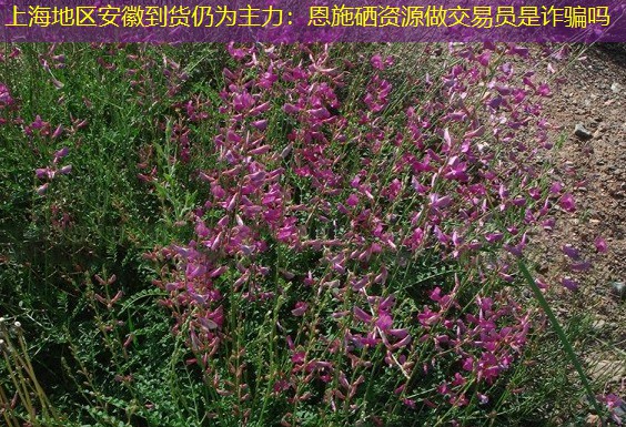 上海地区安徽到货仍为主力