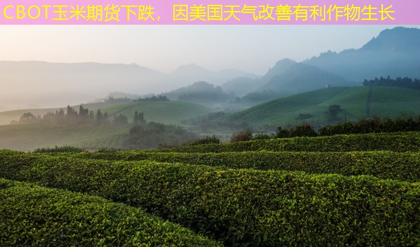 CBOT玉米期货下跌，因美国天气改善有利作物生长