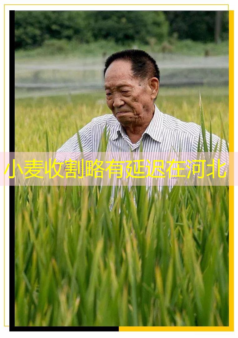 小麦收割略有延迟在河北