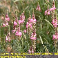 2025年11月14日山东深加工企业收购价格持续下跌