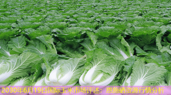 2030年6月19日国际玉米市场评述