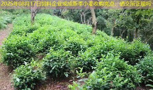 2025年08月17日饲料企业或成新季小麦收购亮点