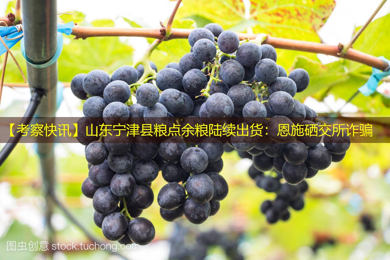 【考察快讯】山东宁津县粮点余粮陆续出货